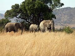 090516_Pilanesberg 151